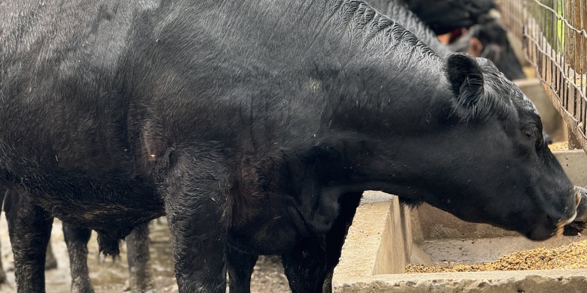 Kentucky law enforcement agencies investigating multiple cattle theft cases across the state