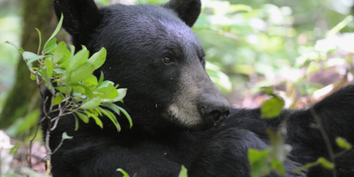 Fish and Wildlife Resources reminds Kentuckians what to do during a bear sighting