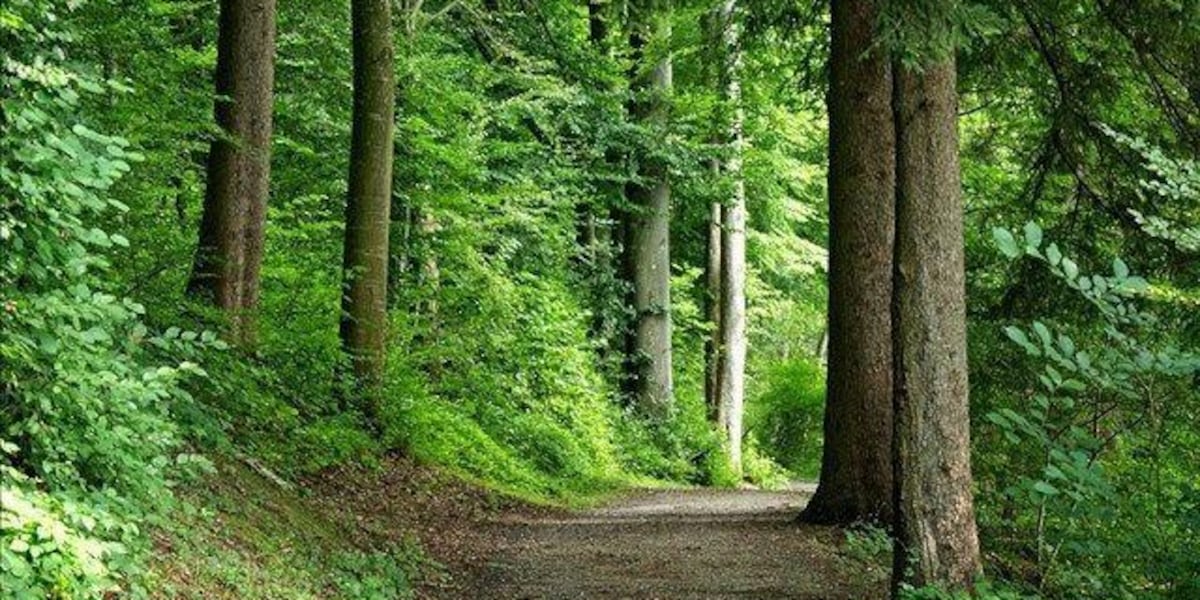 72-year-old woman found alive after surviving significant fall, days ...