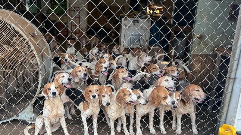 The rescued dogs are healthy, friendly, and packed with classic, sweet beagle personality,...