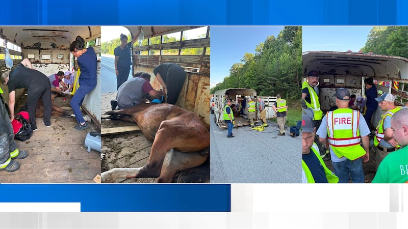 Horse rescued after being trapped by collapsed trailer floor