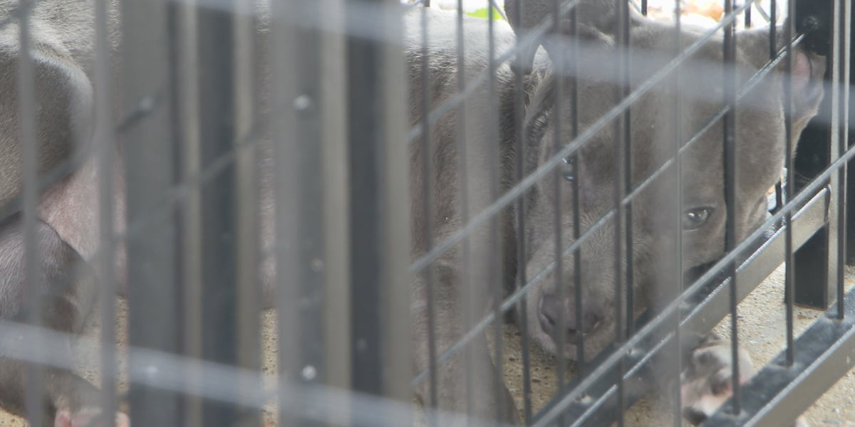 Local humane society addresses pet overpopulation crisis