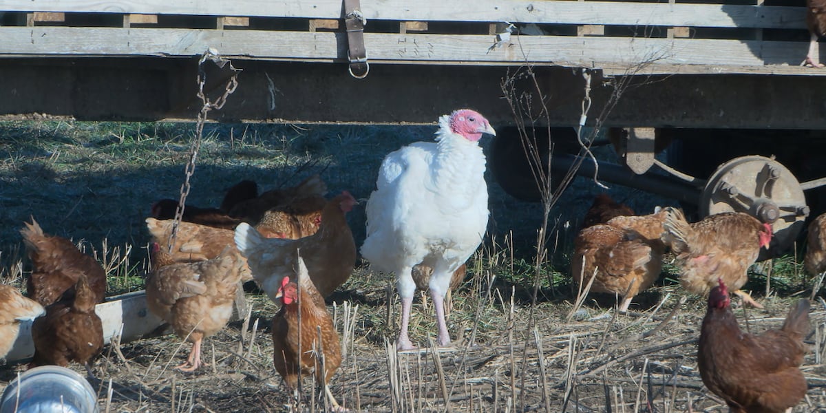 From farm to table: what does it mean to be a Thanksgiving Turkey?