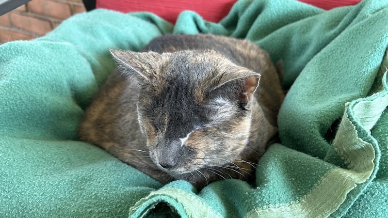 As a kitten, Rosie had a severe infection in both eyes, which led to bilateral eye removal at...