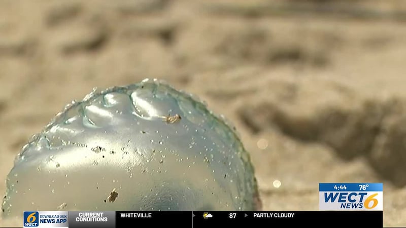Highly venomous Portuguese man-of-war are washing up along Caswell Beach, and officials are...