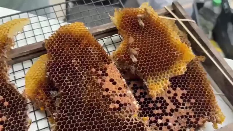 National Honey Month is a reminder of bee safety and the acknowledgement of all that they do...